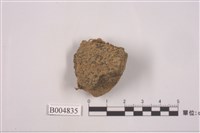 藏品(殼狀地衣 )的圖片